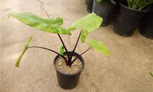 ALOCASIA BLACK STEM AKA DARK STEM VERY DARK STEMS AND LEAF VEINS