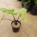 ALOCASIA BLACK STEM AKA DARK STEM VERY DARK STEMS AND LEAF VEINS
