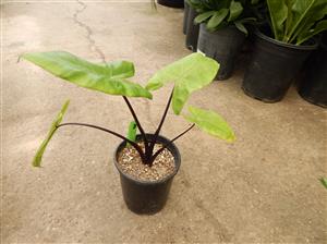 ALOCASIA BLACK STEM AKA DARK STEM VERY DARK STEMS AND LEAF VEINS