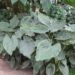 ALOCASIA WENTII SEMI-DWARF TROPICAL ELEPHANT EAR PLANT