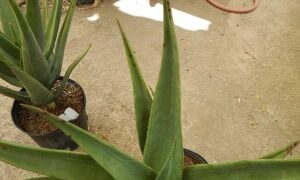 ALOE HERCULES TREE FORMING ALOE THAT GETS FAIRLY TALL
