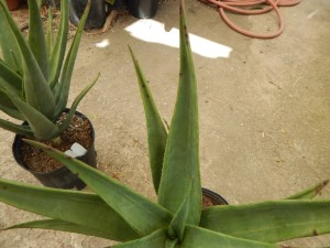 ALOE HERCULES TREE FORMING ALOE THAT GETS FAIRLY TALL