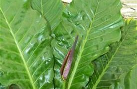 BIRDS NEST ANTHURIUMA PERFECT UNDERSTORY COMPANION PLANT