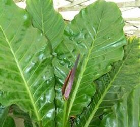 BIRDS NEST ANTHURIUMA PERFECT UNDERSTORY COMPANION PLANT