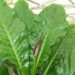 BIRDS NEST ANTHURIUMA PERFECT UNDERSTORY COMPANION PLANT