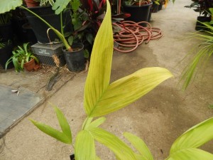 ARCHONTOPHOENIX MAXIMA LARGEST OF THE KING PALMS