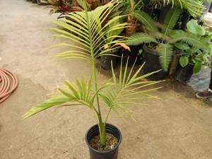 ARCHONTOPHOENIX TUCKERI RARE AUSTRALIAN TYPE OF KING PALM