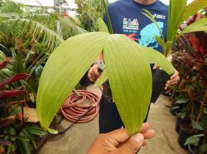 ARCHONTOPHOENIX BEATRICAE AN  UNUSUAL TYPE OF KING PALM