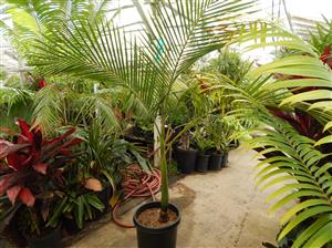 KING PALM ARCHONTOPHOENIX CUNNINGHAMIANA