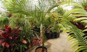 KING PALM ARCHONTOPHOENIX CUNNINGHAMIANA