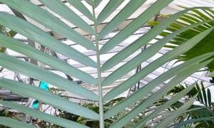 ARCHONTOPHOENIX MAXIMA LARGEST OF THE KING PALMS