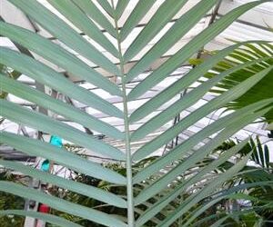 ARCHONTOPHOENIX MAXIMA LARGEST OF THE KING PALMS