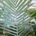 ARCHONTOPHOENIX MAXIMA LARGEST OF THE KING PALMS