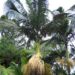 ARCHONTOPHOENIX MAXIMA LARGEST OF THE KING PALMS