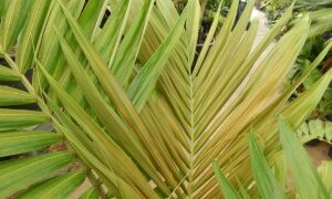 ARCHONTOPHOENIX MAXIMA LARGEST OF THE KING PALMS