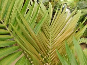 ARCHONTOPHOENIX MAXIMA LARGEST OF THE KING PALMS