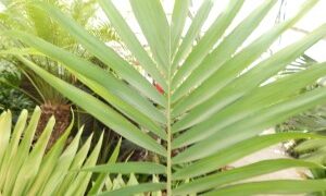 ARCHONTOPHOENIX MAXIMA LARGEST OF THE KING PALMS