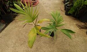 ARCHONTOPHOENIX PURPUREA THE PURPLE CROWN SHAFT KING PALM