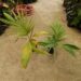 ARCHONTOPHOENIX PURPUREA THE PURPLE CROWN SHAFT KING PALM
