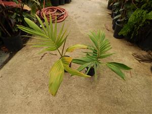 ARCHONTOPHOENIX PURPUREA THE PURPLE CROWN SHAFT KING PALM