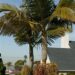 ARCHONTOPHOENIX PURPUREA THE PURPLE CROWN SHAFT KING PALM