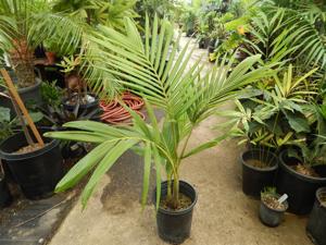 ARCHONTOPHOENIX PURPUREA THE PURPLE CROWN SHAFT KING PALM
