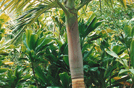 ARCHONTOPHOENIX PURPUREA THE PURPLE CROWN SHAFT KING PALM