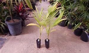 ARCHONTOPHOENIX “TERACARPA”THE BEST KING PALM EVER!