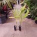 ARCHONTOPHOENIX “TERACARPA”THE BEST KING PALM EVER!
