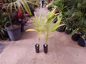 ARCHONTOPHOENIX “TERACARPA”THE BEST KING PALM EVER!