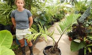 ARENGA MICRANTHA LARGE SUCKERING PINNATE PALM FROM INDIA THAT TOLERATES SIGNIFICANT COLD