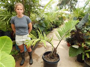 ARENGA MICRANTHA LARGE SUCKERING PINNATE PALM FROM INDIA THAT TOLERATES SIGNIFICANT COLD