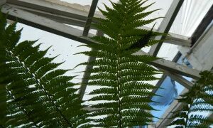 AUSTRALIAN TREE FERN CYATHEA COOPERI