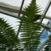 AUSTRALIAN TREE FERN CYATHEA COOPERI