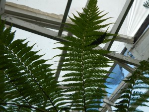 AUSTRALIAN TREE FERN CYATHEA COOPERI