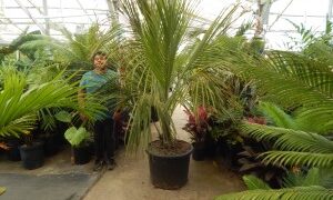 BECCARIOPHOENIX ALFREDII THE MADAGASCAR PLATEAU COCONUT PALM