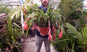 BILBERGIA CLUSTERS WITH CASCADING PINK BLOSSOMS IN BLOSSOM RIGHT NOW
