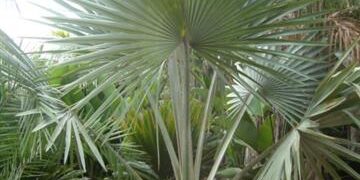 BISMARCKIA NOBILIS STUNNING BLUE FAN PALM FROM MADAGASCAR
