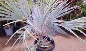 BISMARCKIA NOBILIS BLUE SINGLE TRUNK FAN PALM FROM MADAGASCAR