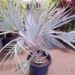 BISMARCKIA NOBILIS BLUE SINGLE TRUNK FAN PALM FROM MADAGASCAR