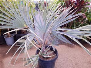 BISMARCKIA NOBILIS BLUE SINGLE TRUNK FAN PALM FROM MADAGASCAR