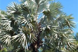 BISMARCKIA NOBILIS BLUE SINGLE TRUNK FAN PALM FROM MADAGASCAR