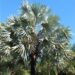 BISMARCKIA NOBILIS BLUE SINGLE TRUNK FAN PALM FROM MADAGASCAR