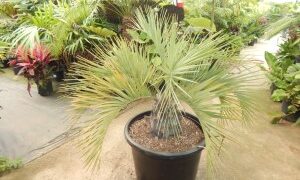 BLUE BUTIA CAPITATA THE BLUE PINDO PALM MEDIUM SIZED PINNATE PALM WITH BLUE OR BLUE-GREEN LEAVES