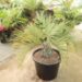 BLUE BUTIA CAPITATA THE BLUE PINDO PALM MEDIUM SIZED PINNATE PALM WITH BLUE OR BLUE-GREEN LEAVES