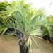 BUTIA CAPITATA BLUE EASY TO GROW, NOT TOO TALL SUPER BLUE COLOR  – COLD HARDY
