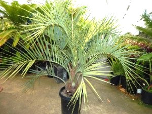 BUTIA CAPITATA BLUE EASY TO GROW, NOT TOO TALL SUPER BLUE COLOR  – COLD HARDY