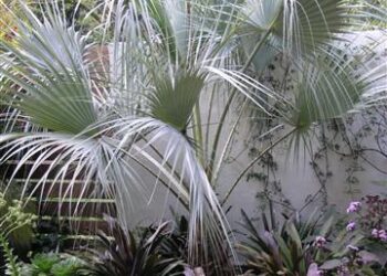 BRAHEA CLARA BLUE SINGLE TRUNK FAN PALM FROM SONORA, MEXICO