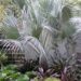 BRAHEA CLARA BLUE SINGLE TRUNK FAN PALM FROM SONORA, MEXICO