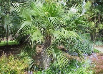 BRAHEA ELEGANS THE FRANCESHI PALM